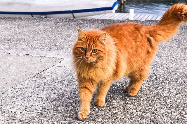 are orange tabby cats always male