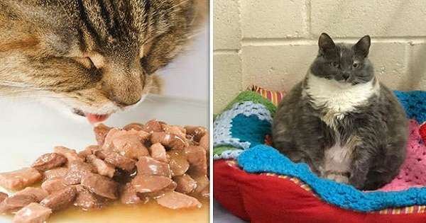 Can we find one of Britain’s fattest cats a home?