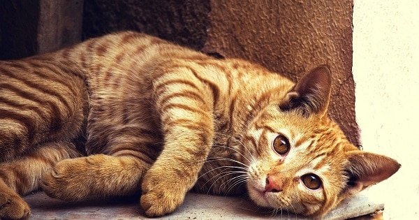 Here Are a Few Fun Facts About the Greatest Breed Among Cats – The Orange Tabby!