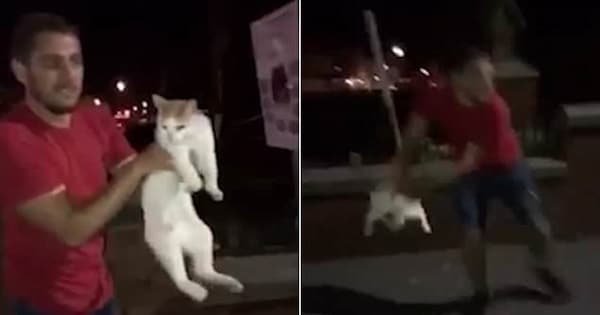 Man launches cat into air like a rugby ball as laughing friend films