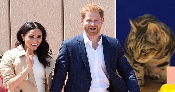Meghan Markle pregnant: A Psychic Cat Revealed the Upcoming Royal Baby’s Gender