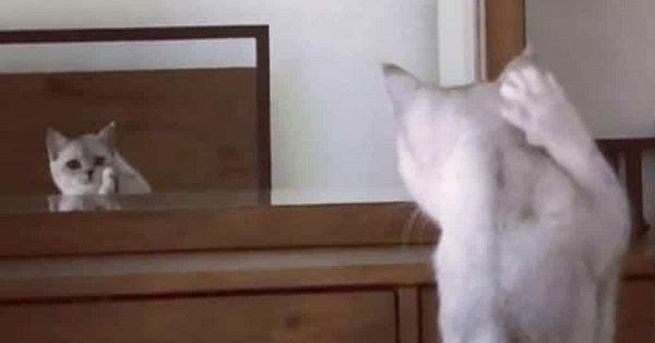 This Cute Kitty Finally Realizes It Has Ears!