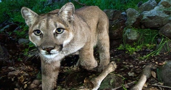 Cougar kills mountain biker and wounds another in Washington state