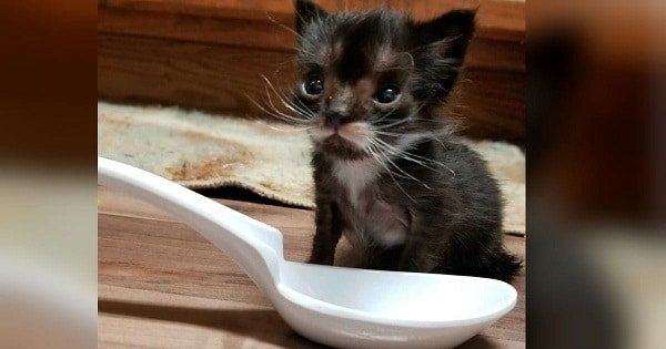 Kitten Who’s The Size Of A Spoon Is Rescued And The Amazing Transformation