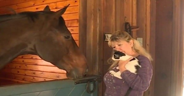 A Horse Donates Blood to Save a Cat’s Eye