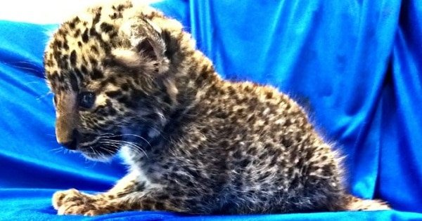 Airport Security Officials Find a Leopard Cub Inside a Passenger’s Luggage