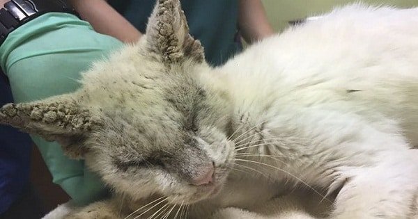 Homeless Cat Opens Its Eyes For The First Time In Years, Stuns Everyone With Their Beauty