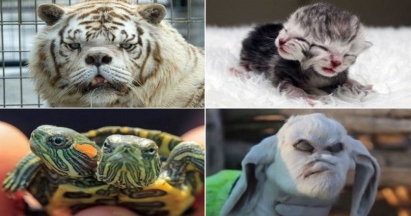 The World’s Most Unusual Animals