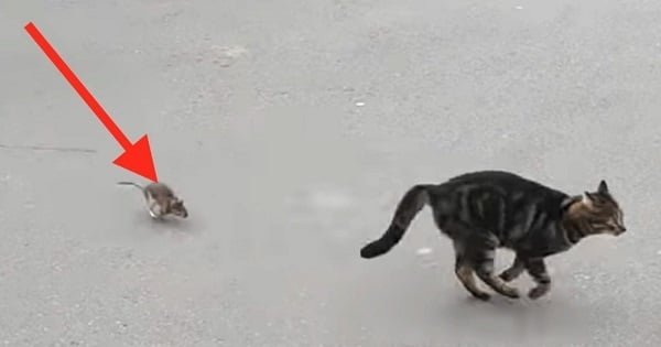 This Cat Messed with the Wrong Rat!