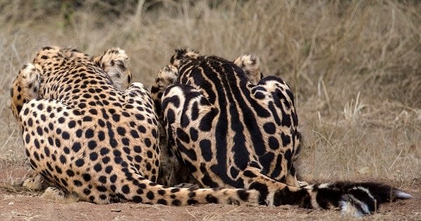 Why Big Cats Get Their Spots and Stripes – Kipling Was Half Right