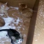 Woman Rescues Litter of Kittens From Cardboard Box During Snowstorm