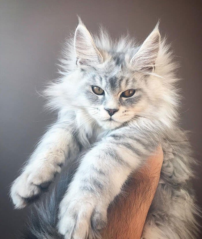 These Cute Maine Coon Kittens Are Actually Giants Waiting To Grow Up 1