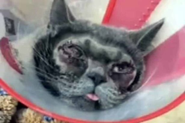 Woman spends Thousands on plastic surgery for her cat as she thinks it's 'ugly' 1