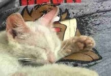 A Guy Falls Asleep Outside and Wakes Up with Something on His Stomach