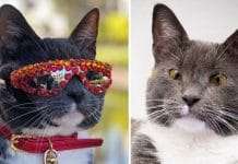 Bagel The Sunglass Cat