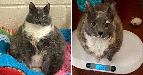 Britain’s Ex-Fattest Cat Mitzi Returned to the Shelter for the Fourth Time