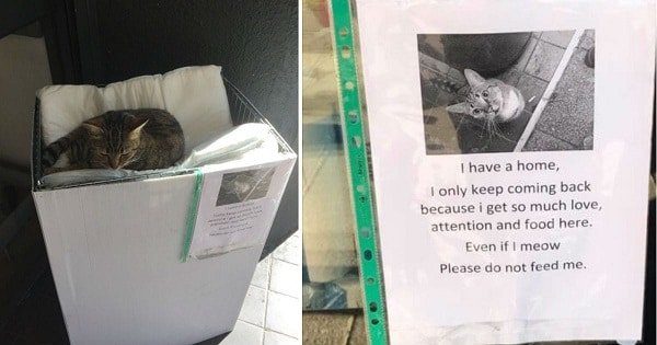 Cat Pretends To Be A Stray So Shoppers Will Give Her Snacks