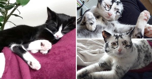Kitten Suffering From Vitiligo transforms from black to stunning dappled fur