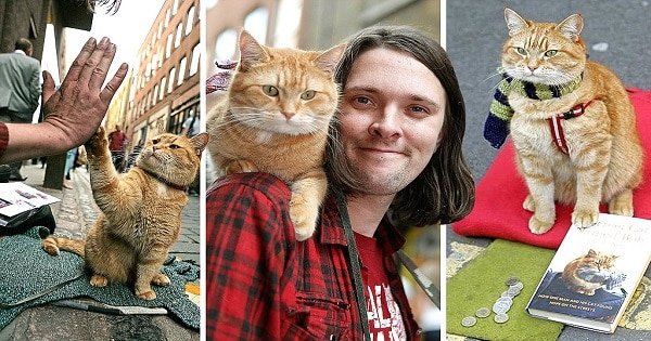 Meet Bob The Street Cat, Who Helped A homeless Man Turn His Life Around