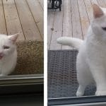 Meet this neighbourhood friendly cat, she goes from house to house asking for treats and cuddles, isn’t she a delight?