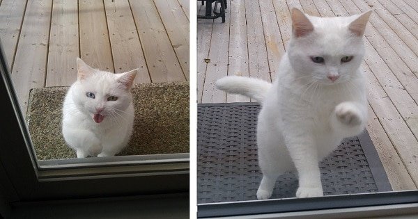 Meet this neighbourhood friendly cat, she goes from house to house asking for treats and cuddles, isn’t she a delight?