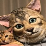 Now You Can Get a Human Size Replica of Your Cat’s Face