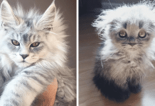 These Cute Maine Coon Kittens Are Actually Giants Waiting To Grow Up