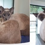 Animal Hoarder Caught With 55 Siamese Cats in His Home