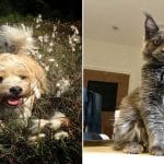 Computer judges PET photo competition - here's the cats and dogs it thinks are cutest