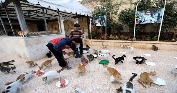 The Cat Man of Aleppo Returns to Syria to Look After the Animals