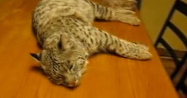 A Harley Davidson on Paws? This Bobcat Makes the Cutest Sounds!