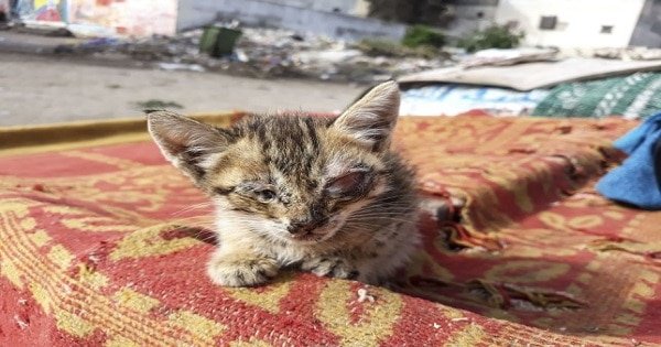 Kittens Abandoned on a Rubbish Dump and Left to Die