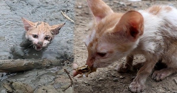 Kitten Was Stuck in the Mud Before a Good Man Saved its Life