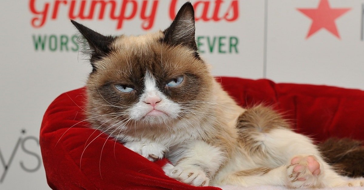 Social media Star ‘Grumpy Cat’ – Dies At Age 7