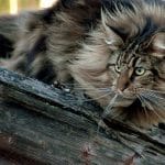 Norwegian Forest Cats