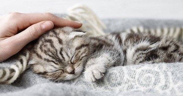 The RSPCA Offers Everyone’s Dream Job – Cat Cuddler!