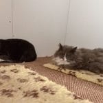 This Sweet Duo Is Looking for a New Forever Home for Ages