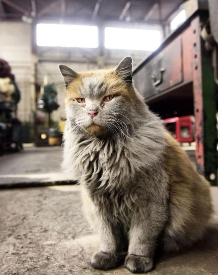 Nevada Railway Cat 4