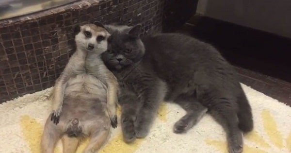 Cat And A Meerkat Are BFFs Since Day One!