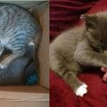 Kitten Found Abandoned Behind Tool Shed Gets Forever Home And A Brand New Sister For Life