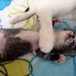Mama Cat Calms Her Kitten Down From A Nightmare!