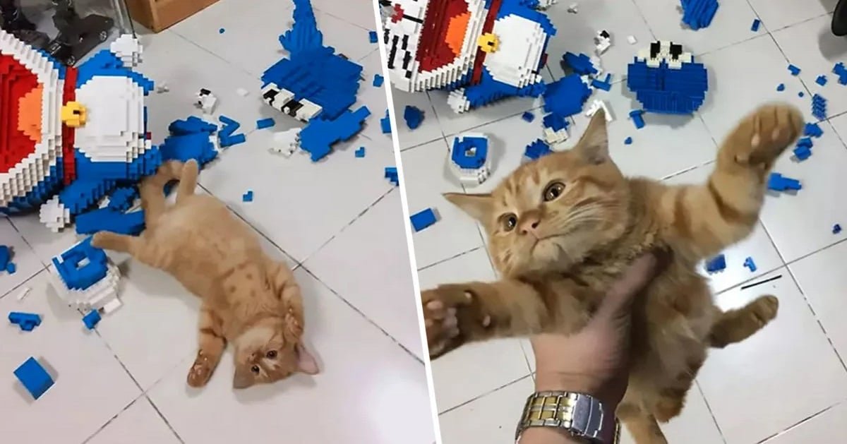 Man Spends Weeks on Toy Model – Cat Doesn’t Care