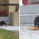 Neighborhood “Cat Burglar” Caught Red-handed Trying To Steal Package Porch