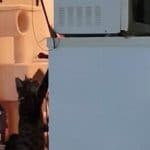 Older Sister Kitty Retrieves Stuck Toy For Young Sibling Kitten!