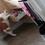 Sneaky Cat Raids Kitchen Drawers on Her Own