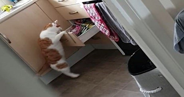 Sneaky Cat Raids Kitchen Drawers on Her Own