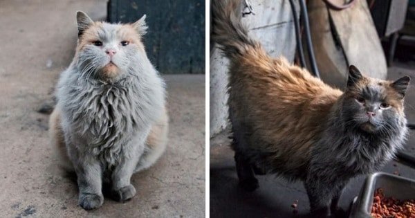 This is ‘Dirt’, The Nevada Railway Cat Who Always Looks Like He Needs A Bath