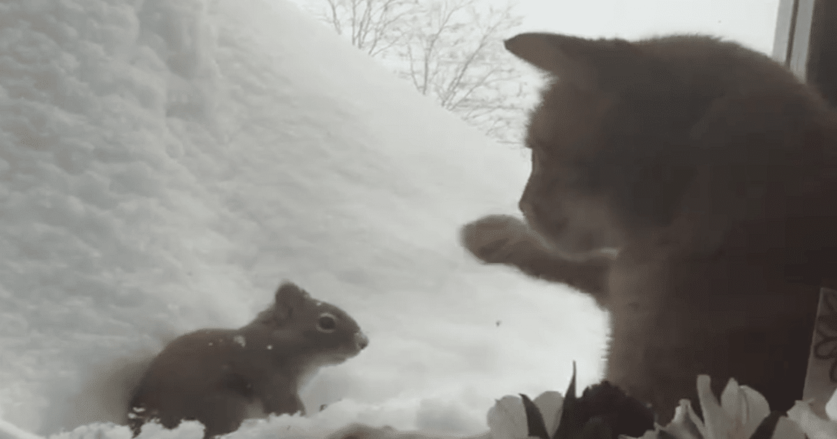 Video Clip Of Cat Engaging Squirrel In An Epic Staring Contest