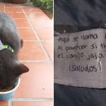 Woman Finds Note in Collar Revealing Her Cat’s Secret Life