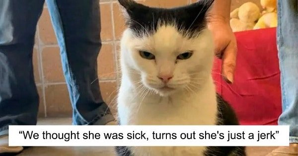 The World’s Worst Cat Goes for Adoption